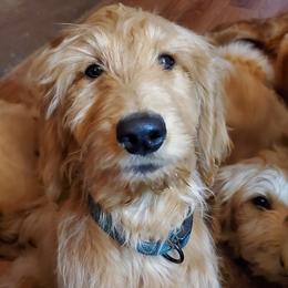 Goldendoodles and Golden Retrievers from Western States Golden Retrievers and Goldendoodles