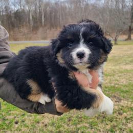 Pippy - Black tri female Miniature Australian Shepherd puppy in Laconia, Indiana from Beasley Acres Aussies