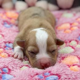Merle female - Red merle and white female American Corgi puppy in Fort Worth, Texas from King of Hearts Corgis