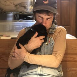 German Shepherd Puppies from Ransomshire Shepherds