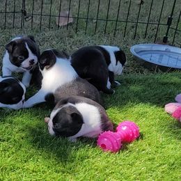 Boston Terrier Puppies from Cripple Creek Boston Terriers