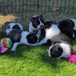 Boston Terrier Puppies from Cripple Creek Boston Terriers