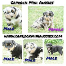 Miniature Australian Shepherd puppies from Caprock Mini & Toy Aussies