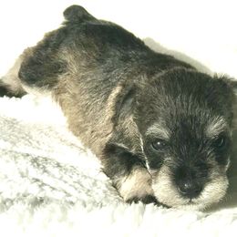 Miniature Schnauzer Puppies from Divine Miniature Schnauzers