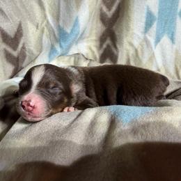 Girl 5-Red Tri - Red tri-color female Australian Shepherd puppy in Mayfield, Kentucky from Hamilton Farms
