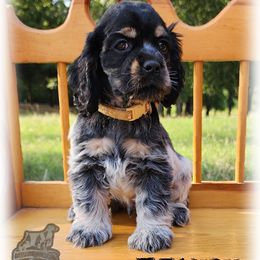 Cocker Spaniel Puppies from Gambill's Cocker Spaniel Cuties
