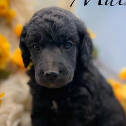 Maize - Silver male Poodle puppy in Greenville, North Carolina from Grace Poodles