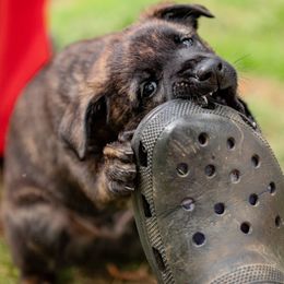 Red Collar - Gold brindle Dutch Shepherd puppy in Dallas, Georgia from Bluestone Creek Dutch Shepherds