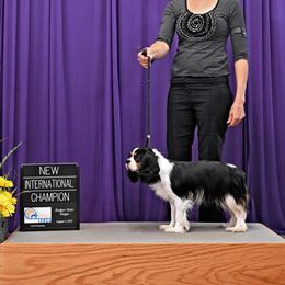 Circe - Cavalier King Charles Spaniel