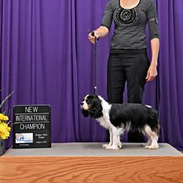 Circe - Cavalier King Charles Spaniel