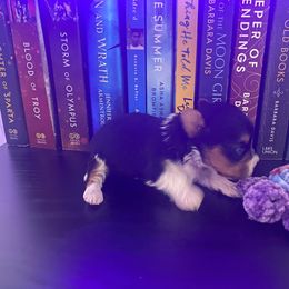 Mia - Black and tan Yorkshire Terrier puppy in Catawba, North Carolina from Gamora’s Galactic Paw Pals