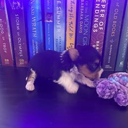 Mia - Black and tan Yorkshire Terrier puppy in Catawba, North Carolina from Gamora’s Galactic Paw Pals