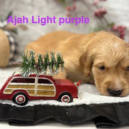 Miranda Mcwhorter - Golden female Golden Retriever puppy in Salt Lake City, Utah from Soaring golden retrievers