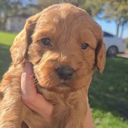 Cedar - Red  male Goldendoodle puppy in Red Oak, Iowa from Fisher Pups-Stay Golden with a Doodle