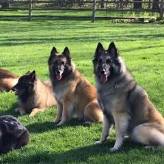 Belgian Tervuren from Hidden Gems Belgian Tervuren