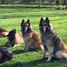 Belgian Tervuren from Hidden Gems Belgian Tervuren