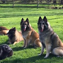 Belgian Tervuren from Hidden Gems Belgian Tervuren