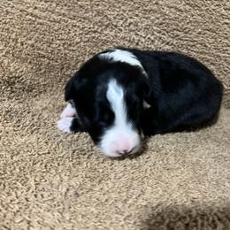 Linus Caldwell - Black male Border Collie puppy in Crawfordsville, Indiana from Rescued Dreams Border Collies