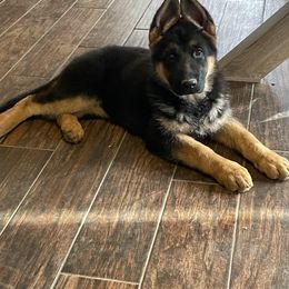 German Shepherd Puppies from Southern Lakes German Shepherds