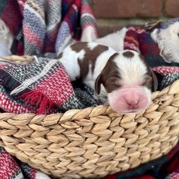 Pomegranate - Orange and white female English Springer Spaniel puppy in Swainsboro, Georgia from Sweet Georgia Springers