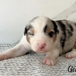 Gimlet - Blue merle male Australian Shepherd puppy in Kearney, Nebraska from Helix Aussies