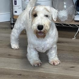 Bolero - White and lemon male Sealyham Terrier puppy in Nampa, Idaho from Cadoria Sealyhams
