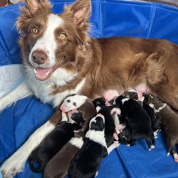 Border Collie Puppies from Pineview Farm