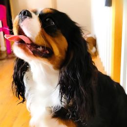 Cavalier King Charles Spaniels from Abigails Fancy Fans Cavaliers