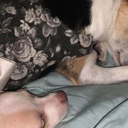 Chihuahuas from For The Love of Chi