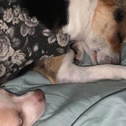 Chihuahuas from For The Love of Chi