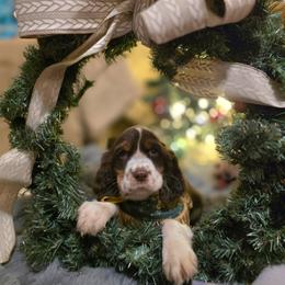 'Ginger'bread - Liver white and tan female English Springer Spaniel puppy in Cookeville, Tennessee from Krossroads Kennel