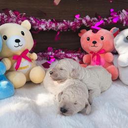 Poodle puppies from Aura & Luxe Poodles