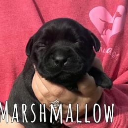 Marshmallow - Black female Labrador Retriever puppy in Petersburg, Kentucky from Mahan Labs