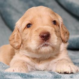 Reed - Caramel ice male Australian Labradoodle puppy in Stanwood, Washington from Victoria Creek Australian Labradoodles