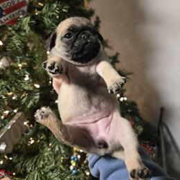Nina - Fawn female Pug puppy in Auburn, Kentucky from Prentice Family Pugs, Bugs & Corgis