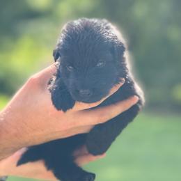 Purple collar - Black male German Shepherd puppy in Phenix City, Alabama from Black Rose Shepherds