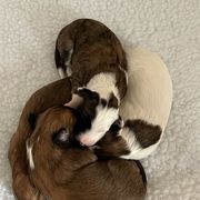 Windsprite Puppies from Propel Windsprites