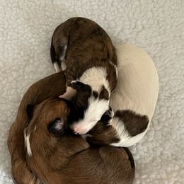Windsprite Puppies from Propel Windsprites