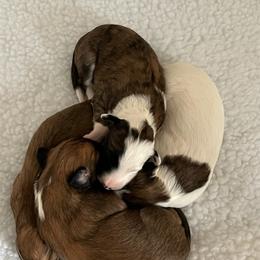 Windsprite Puppies from Propel Windsprites