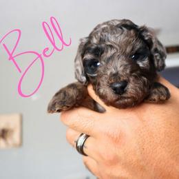 Bell - Merle female Goldendoodle puppy in Enfield, Connecticut from Sweet Connecticut Doodles
