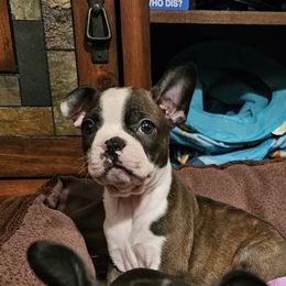 Venus - Seal brindle and white Boston Terrier puppy in Simpsonville, South Carolina from Simply Boston