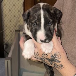 Olaf - Brindle and white male Bull Terrier puppy in Springfield, Ohio from Lynn Hill Bull Terriers