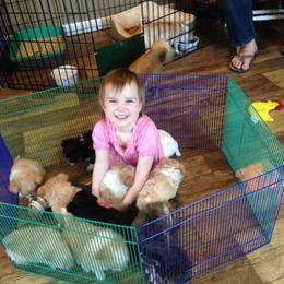 Chihuahua Puppies from Rossmoyne Chihuahuas