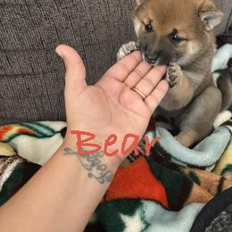 Shiba Inu Puppies from Adrianna Garduno