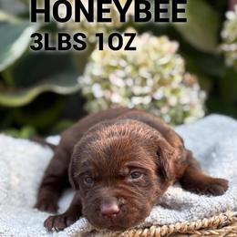 Honeybee - Chocolate female Dilute Retriever puppy in Puyallup, Washington from 12 Door Farm Labradors