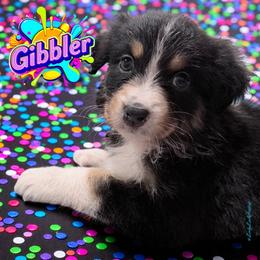 GIBBLER - Black Tri Female - Black tri-color female Australian Shepherd puppy in Gainesville, Texas from Lady Luck Aussies
