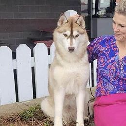 Cheddar - Siberian Husky