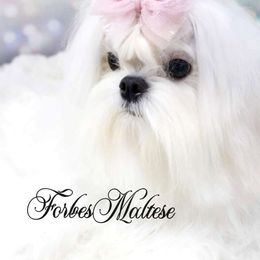 Cherie - Maltese