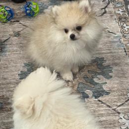 Panda - Cream sable parti male Pomeranian puppy in Naples, Florida from 🤎 Dreaming Puppies 🐶