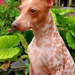 American Hairless Terriers from Webb's Dogs